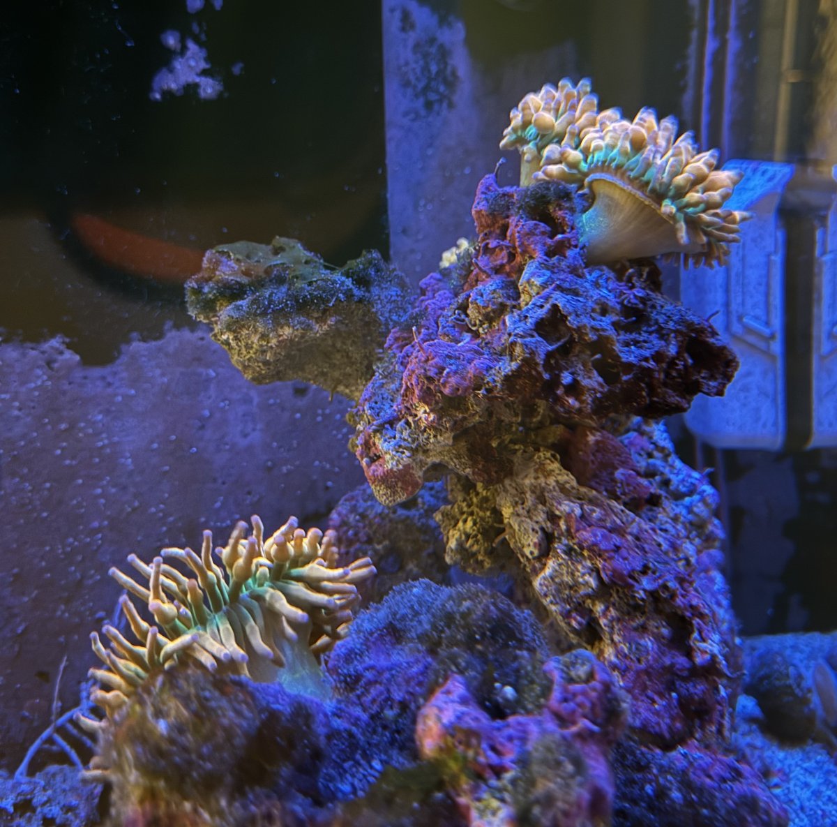 Build Thread - 270 Gallon 