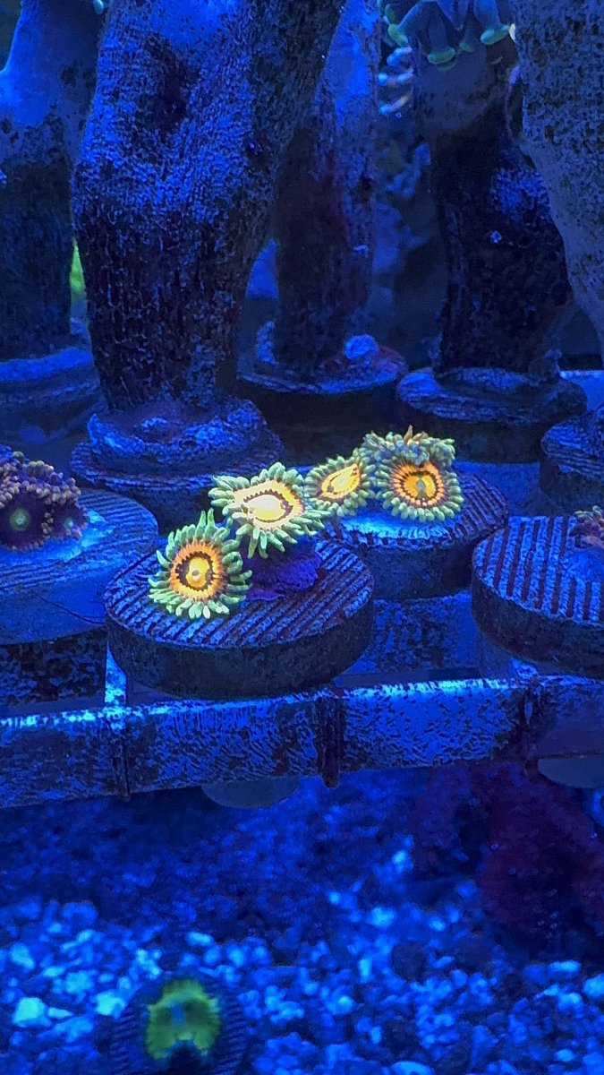 IMG_6909.jpeg