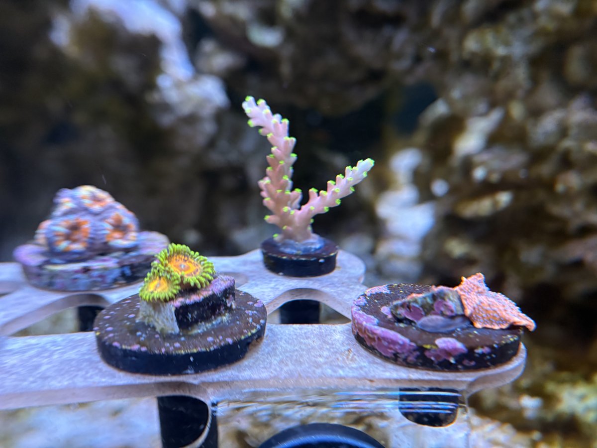 Build Thread - RWReefer’s 110 Gallon Mixed Reef Build | Page 5 | Reef2Reef