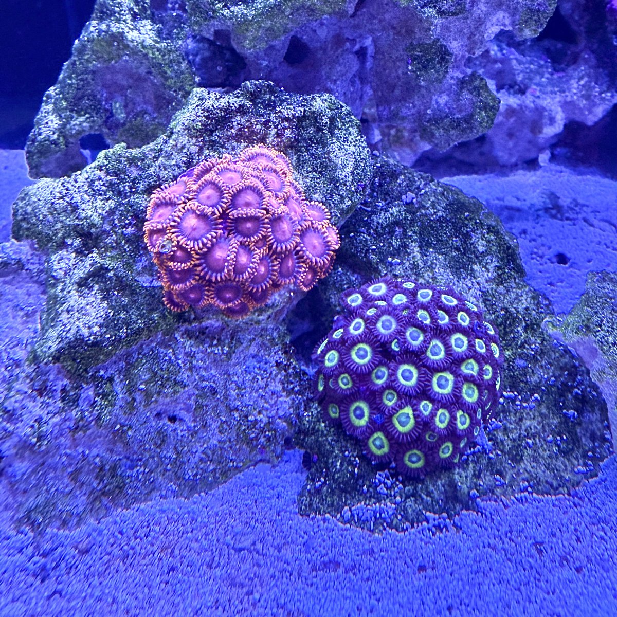 Who has the best looking zoa on here! Share with all of us! | Page 5 ...