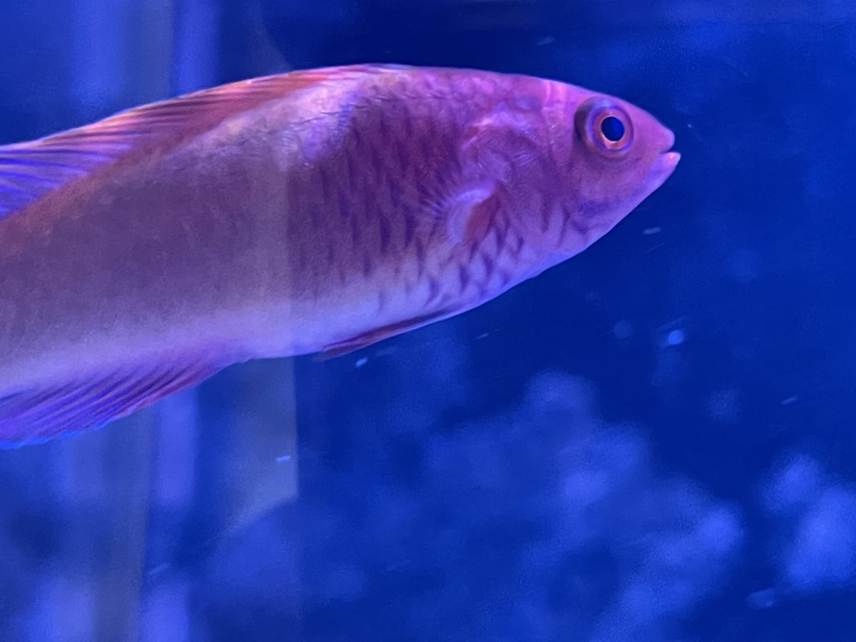 QUESTION OF THE DAY - Marine marvels: Do you keep uncommon fish in your ...