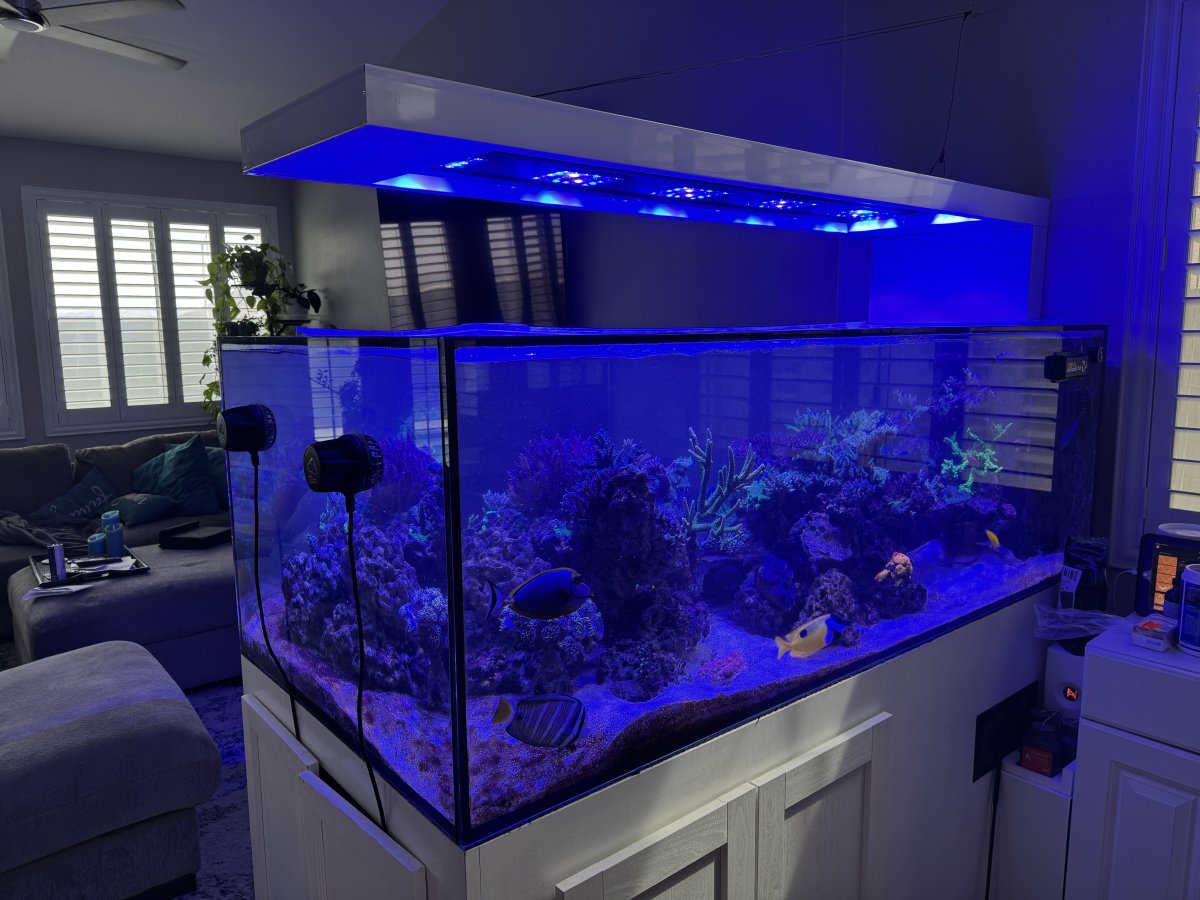 Stunning Pathogens And Parasites In Reef Breeder Tanks image
