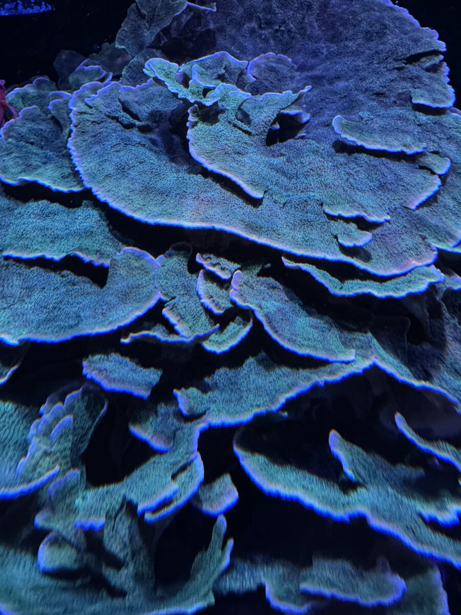 IMG_6961.jpeg