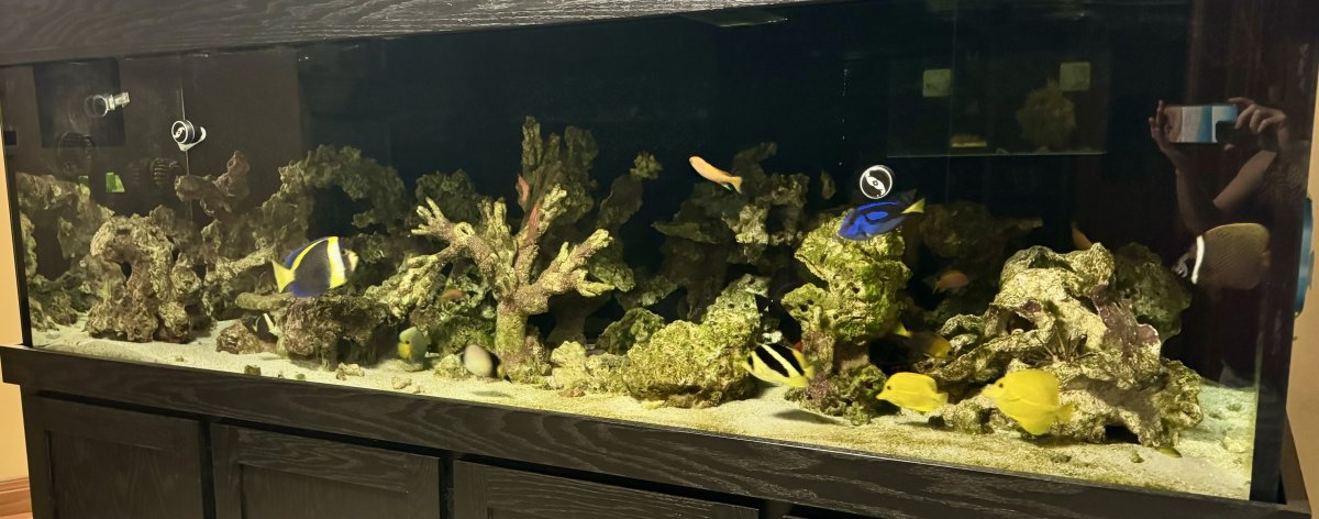 Build Thread - 270 Gallon 