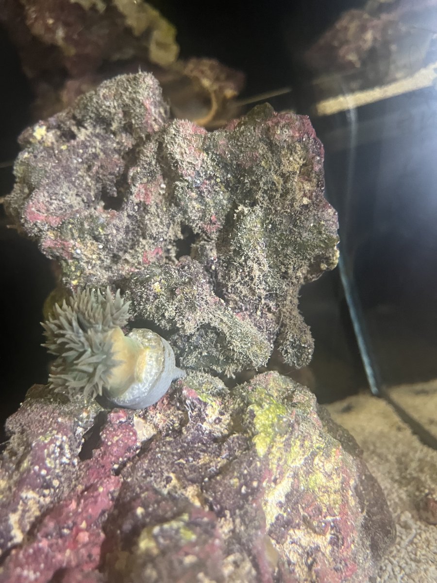 What’s going on my live rock? | REEF2REEF Saltwater and Reef Aquarium Forum