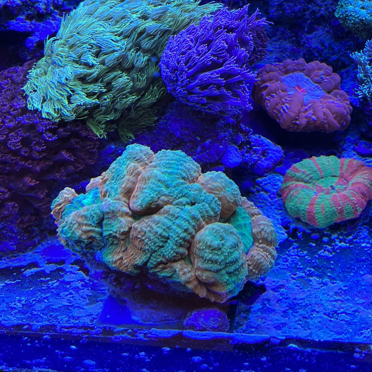 Large Build - Miami‘s Mixed Reef (SPS Dominant) | Page 87 | Reef2Reef