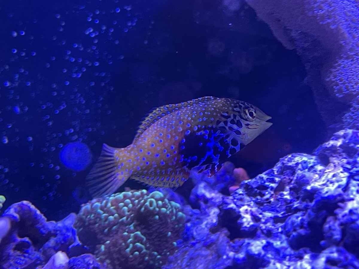 QUESTION OF THE DAY - Marine marvels: Do you keep uncommon fish in your ...