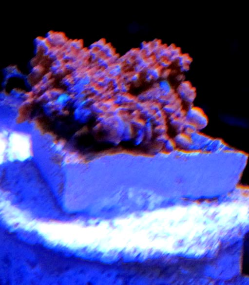 IMG_7014.JPG