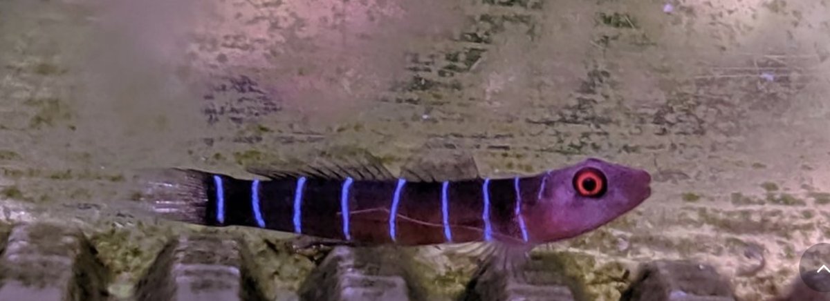 POLL - Have you ever kept a rare or uncommon fish, coral, or invert in ...