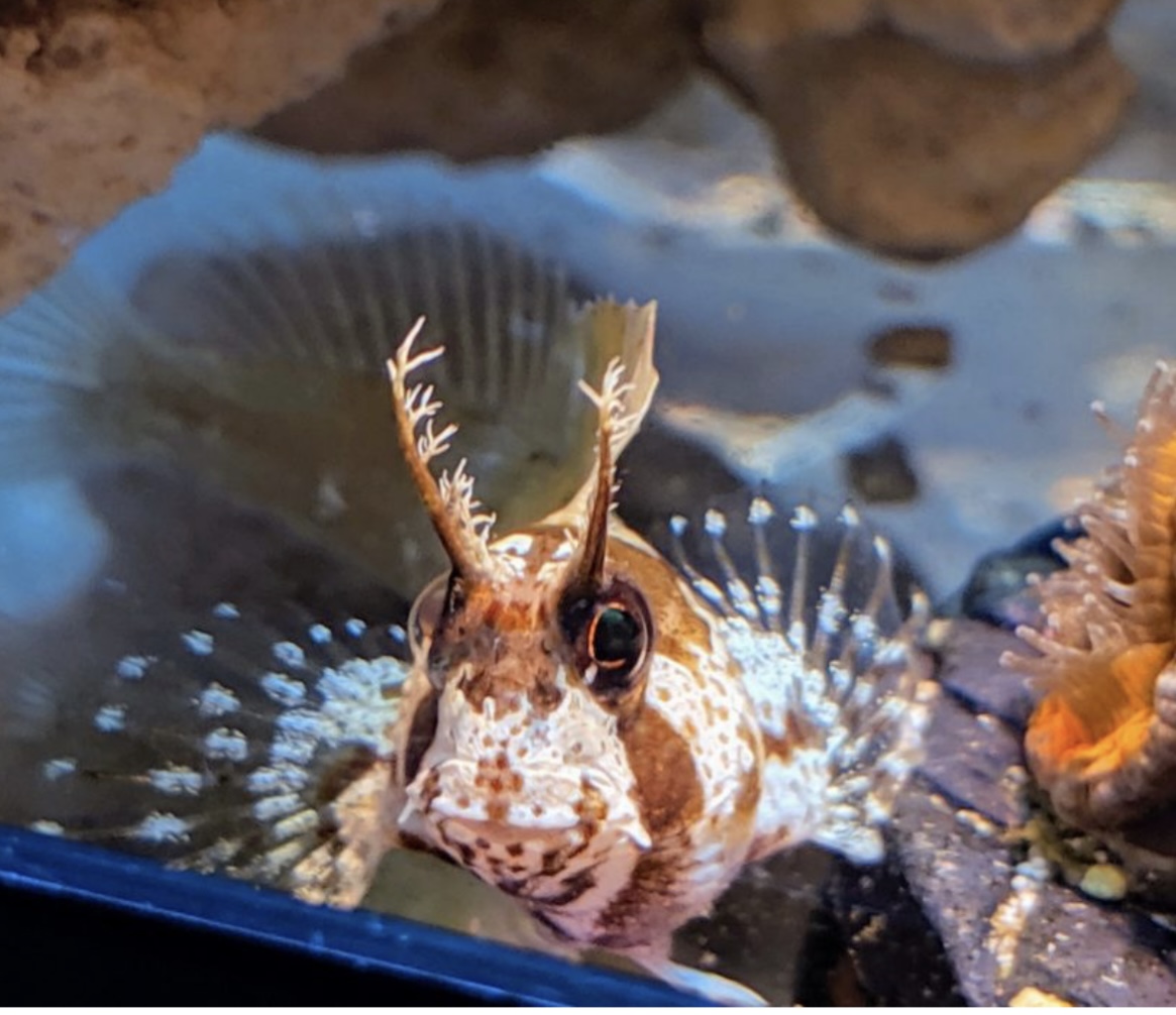 POLL - Have you ever kept a rare or uncommon fish, coral, or invert in ...
