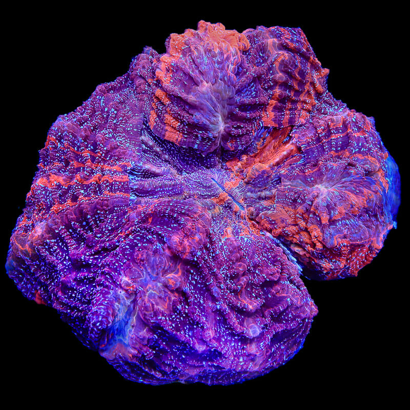 Some absolutely INSANE LPS pieces added to our site!! | Reef2Reef