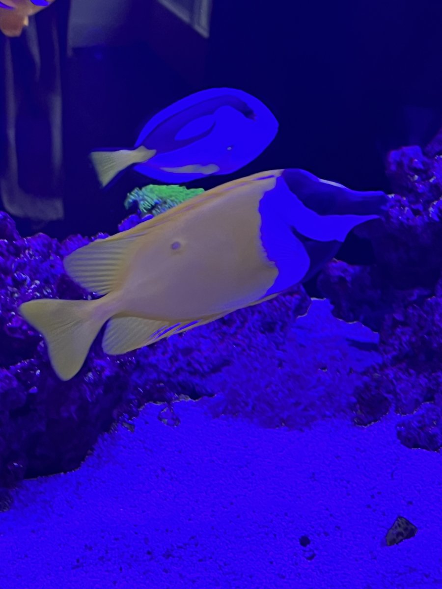 EMERGENCY - Spot appeared on foxface overnight | Reef2Reef