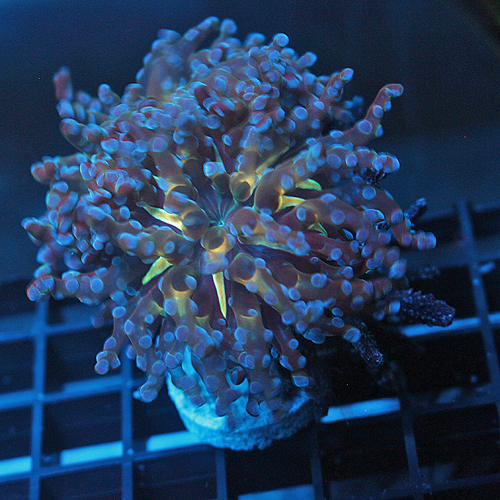 **Your Reef 20 Year Anniversary Free Frag Live Sale Saturday July 13th ...