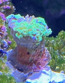 IMG_7082 (002).jpeg