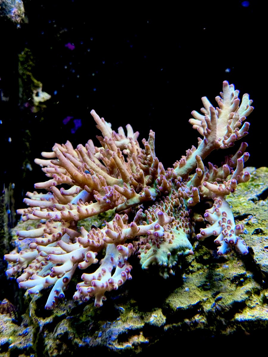 IMG_7083.jpeg