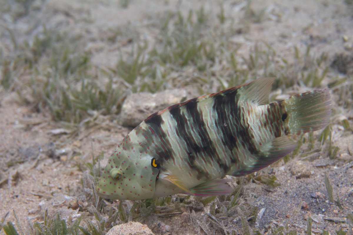 IDing wild Red Sea fish | Reef2Reef