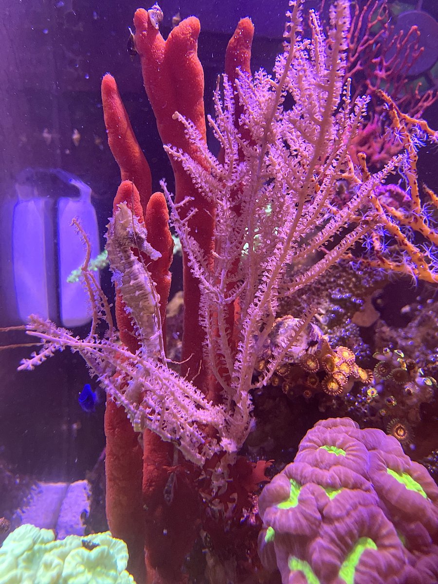 coral reef  Atlantik iCon LED Light Review: A Fascinating Journey in a