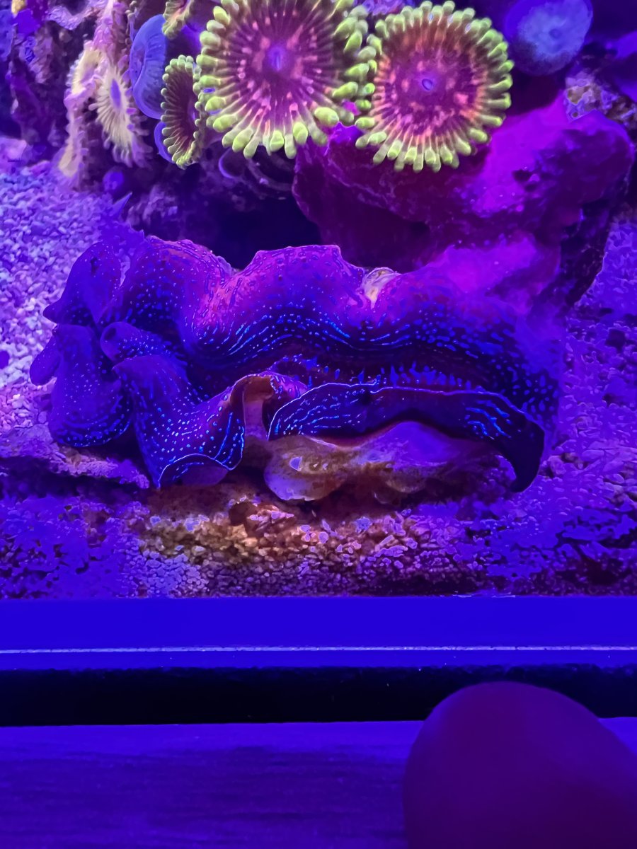 How to detach a clam from the rock? | Reef2Reef