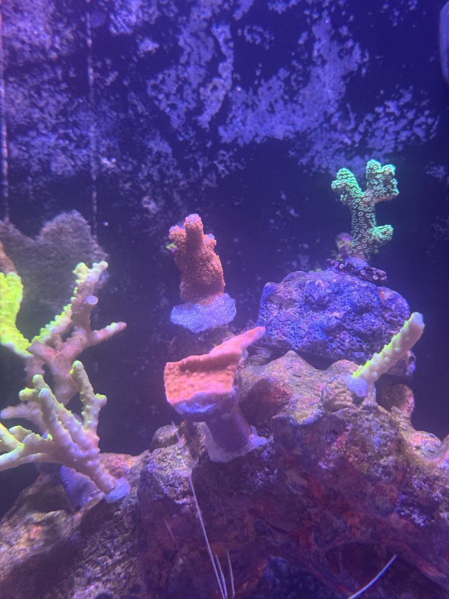 coral reef  Fri Thirstysreef Acropora Coral SBB Heisenberg 3/4 Inch | eBay