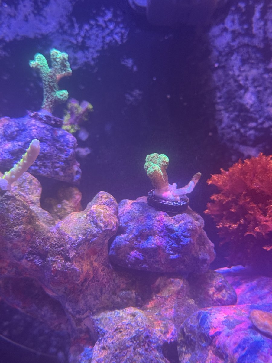coral reef  Reef Chasers | Buy Corals Online | RC Golden Jaw Dropper