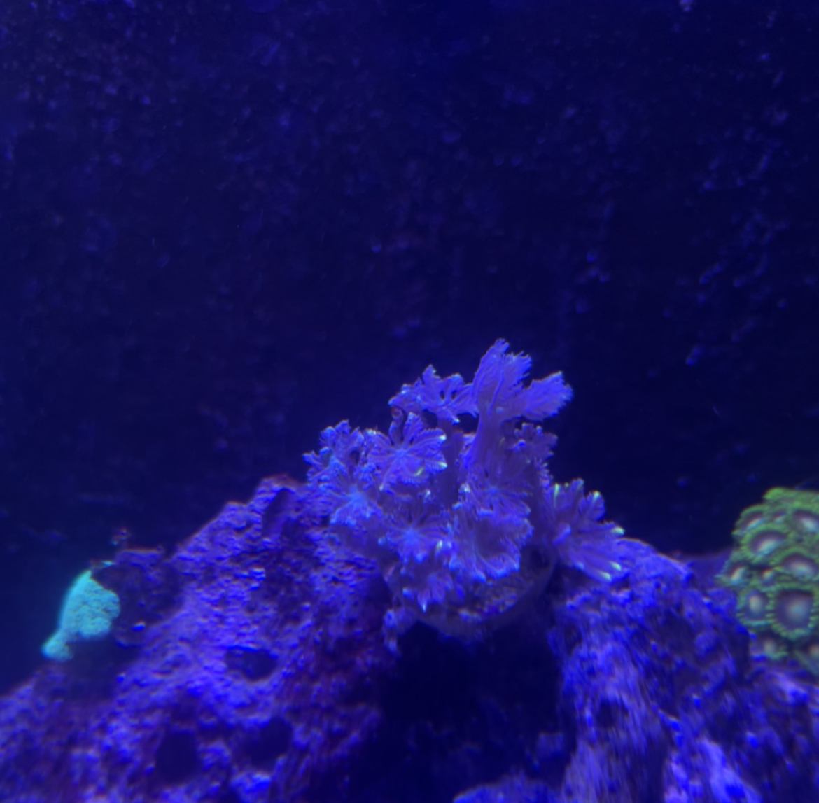 Build Thread - Time to post my long journey trying to be a reefer ...