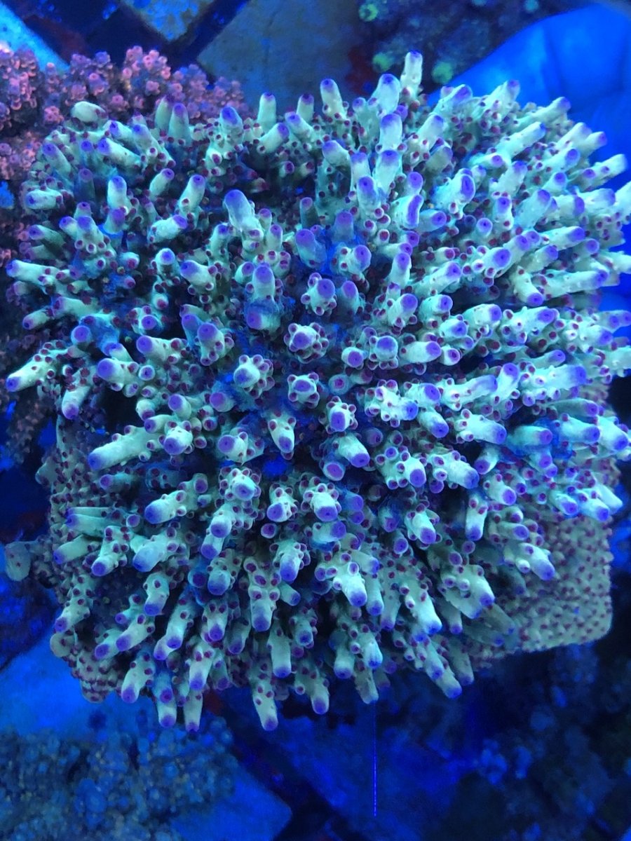 IMG_7241.jpeg