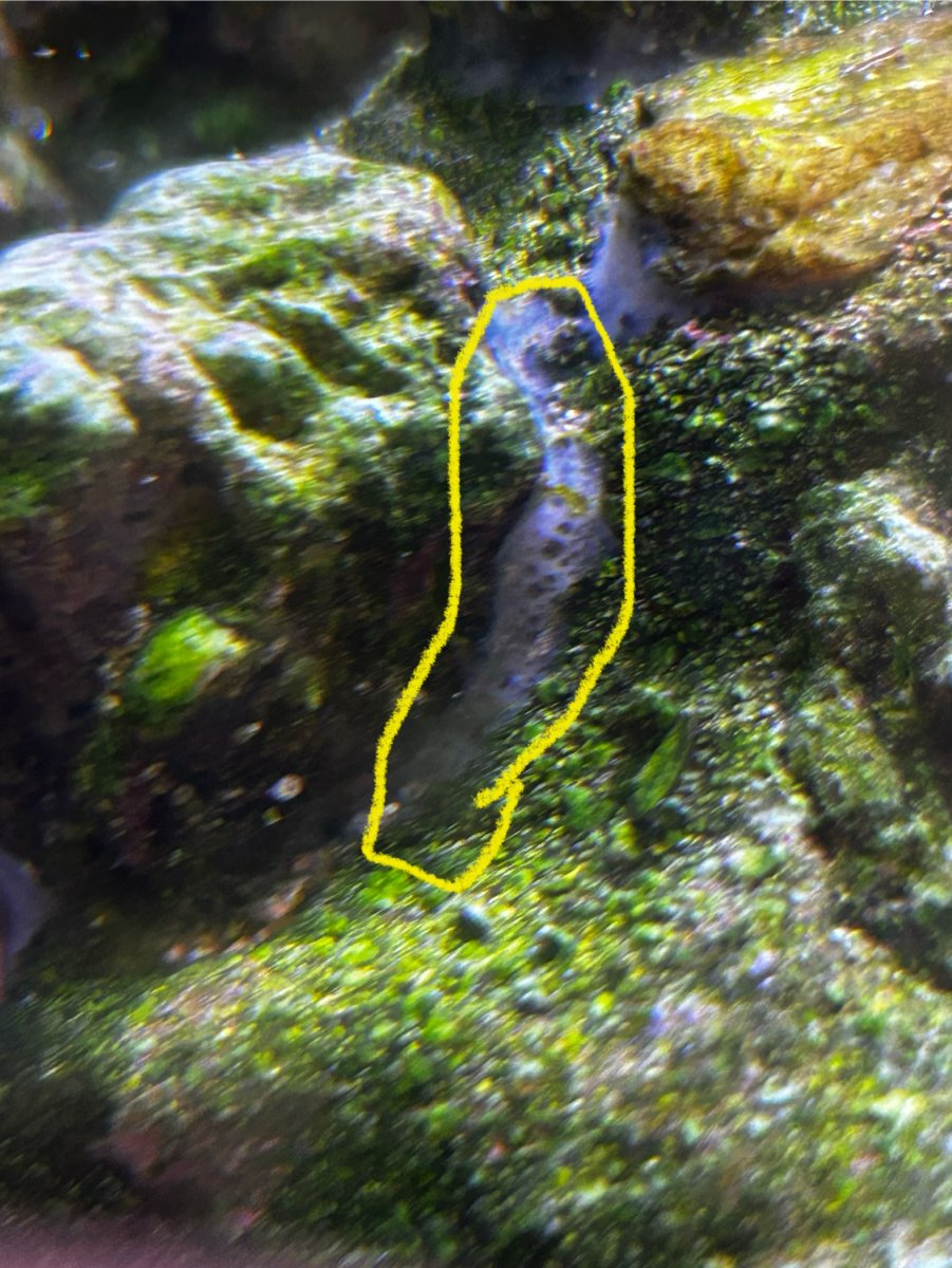 Sponge id | Reef2Reef