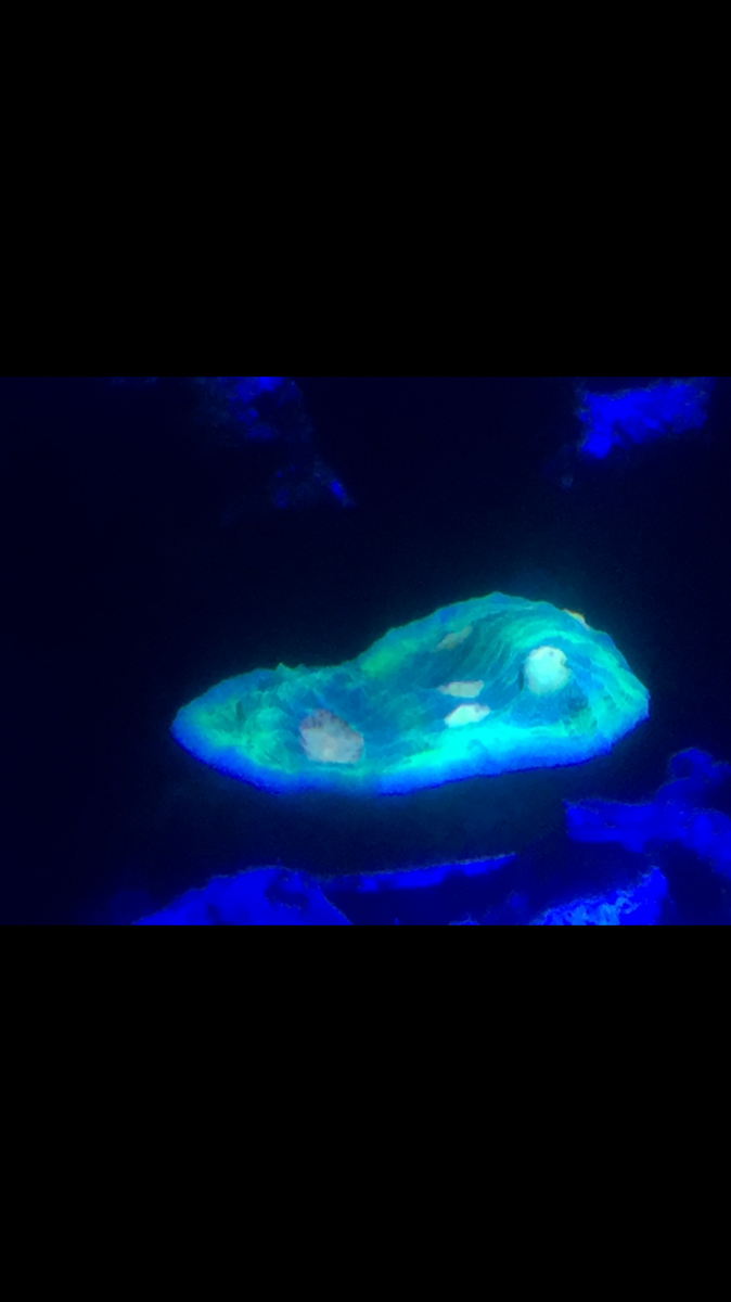 IMG_7250.PNG