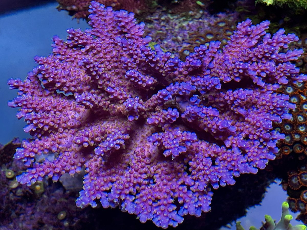 IMG_7260.jpeg