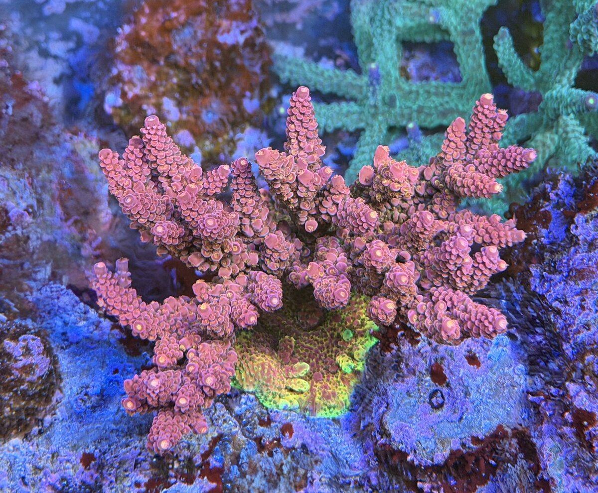 IMG_7261.jpeg