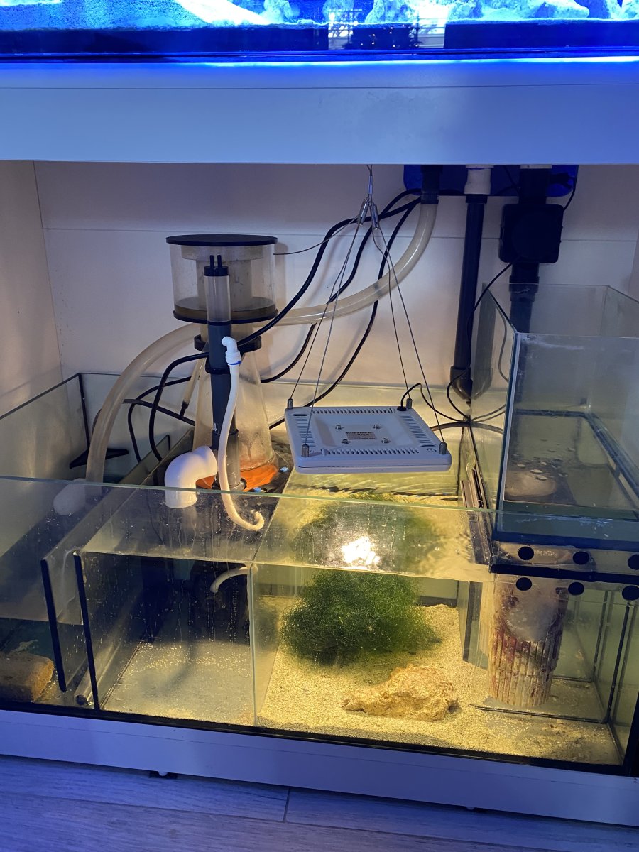refugium / Sump tank let’s spark an ongoing discussion | Page 4 | Reef2Reef
