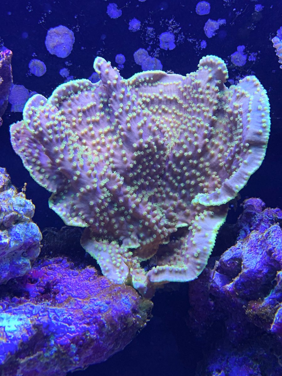 Massachusetts - Yellow Scroll Coral, Orange Leptastrea, Teal Porites ...