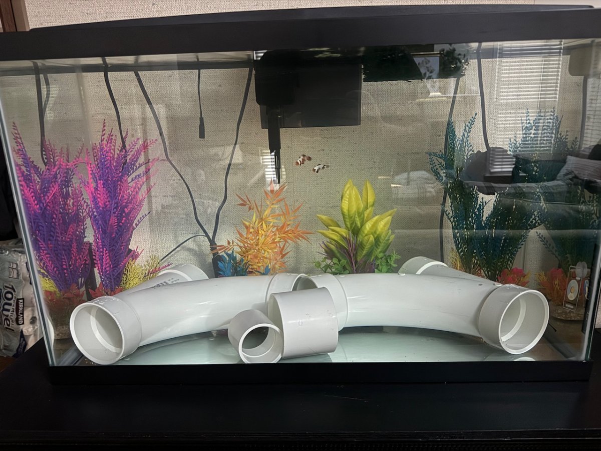 First new fish in a while! | Reef2Reef