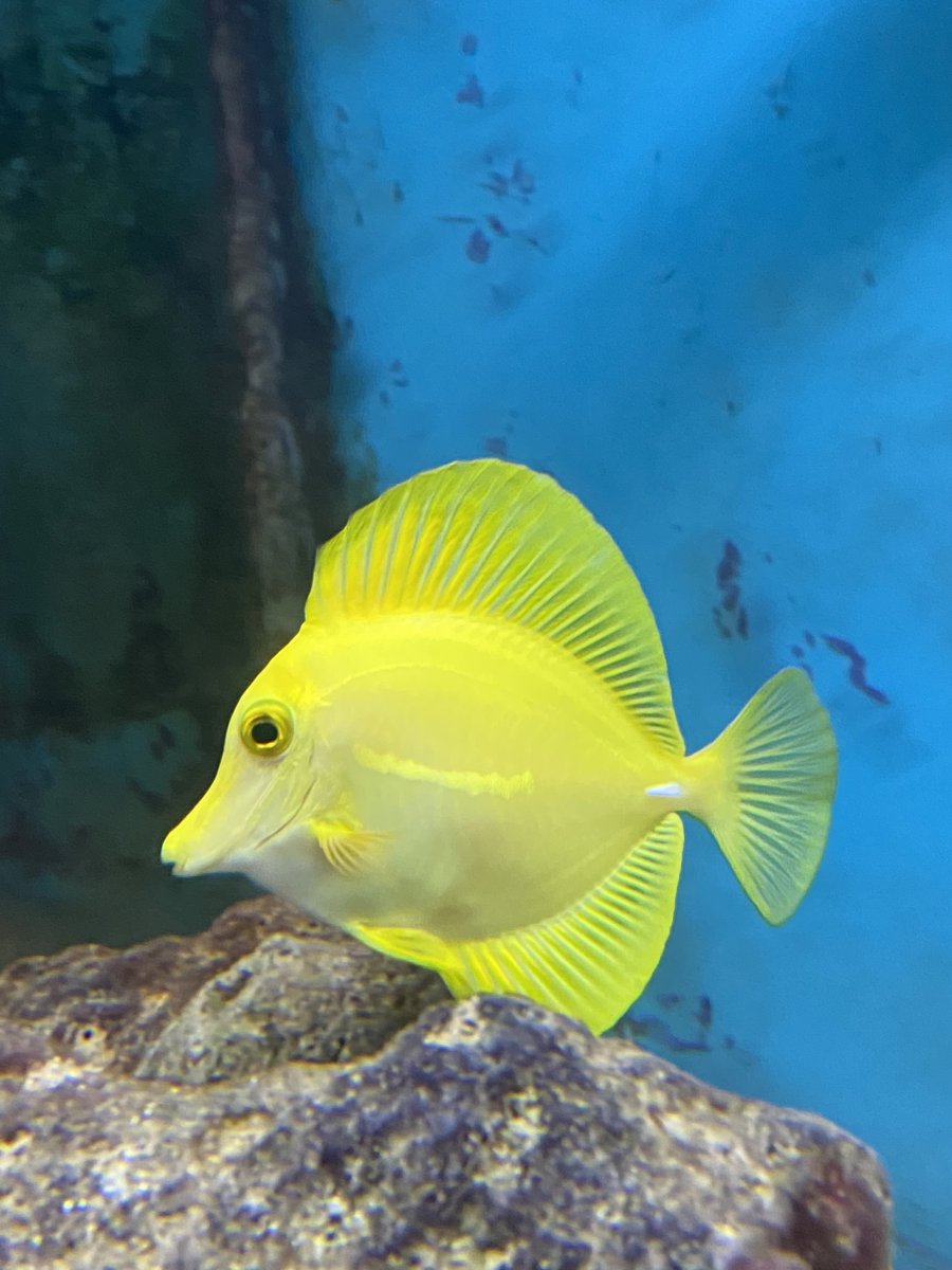 Yellow Tang for Sale Toronto Reef2Reef