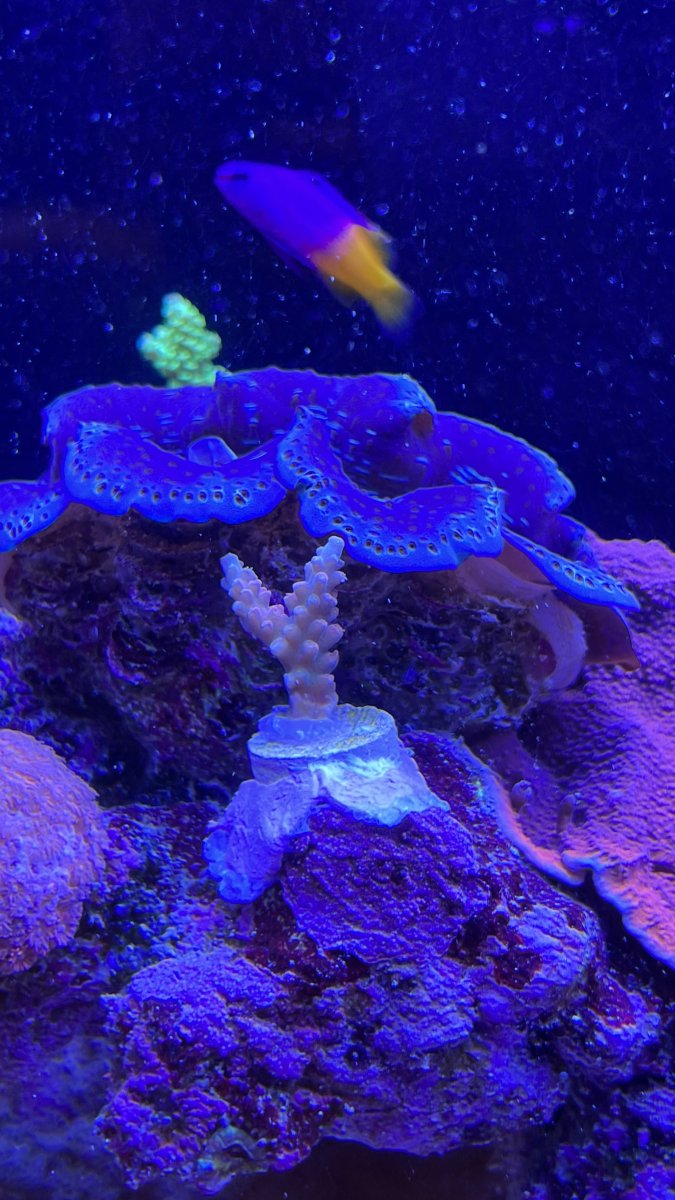 Unboxing my first Battle Corals package was life altering | Reef2Reef