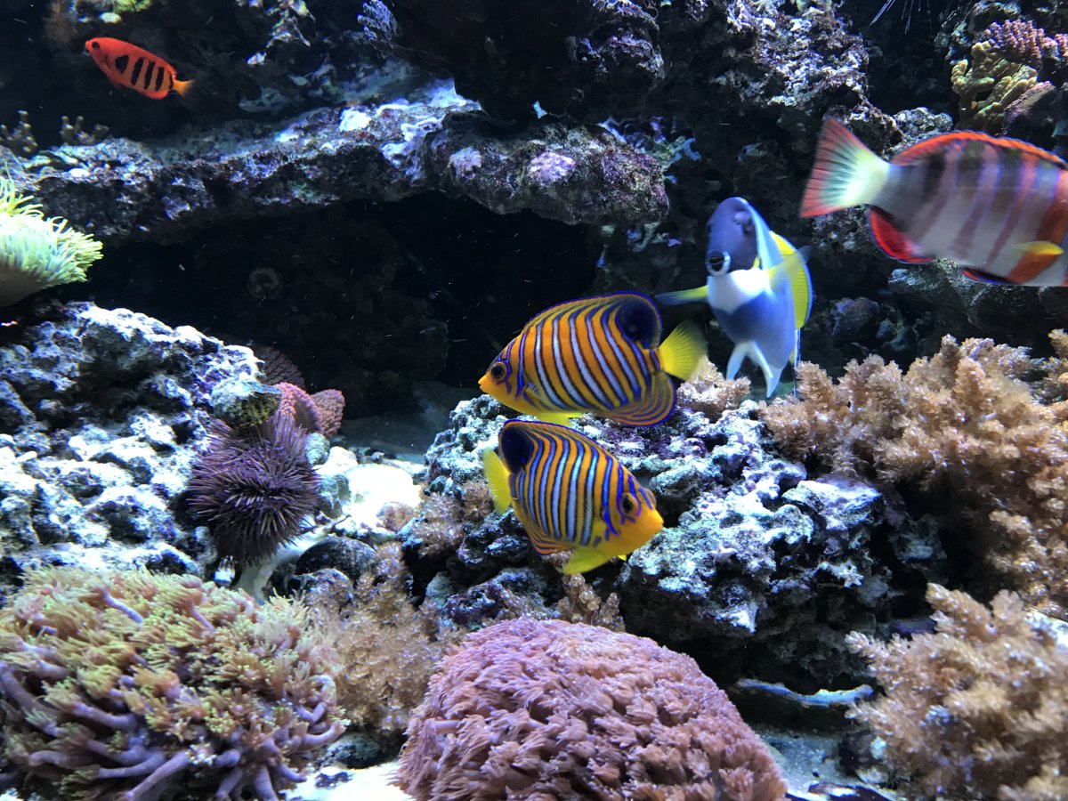 Build Thread - 270 Gallon 