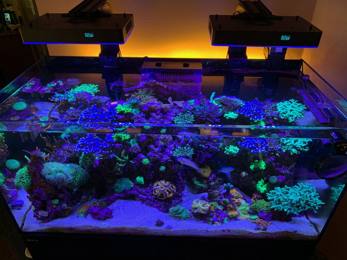Water changes weekly? Bi-weekly? Monthly? Or NEVER? | Reef2Reef