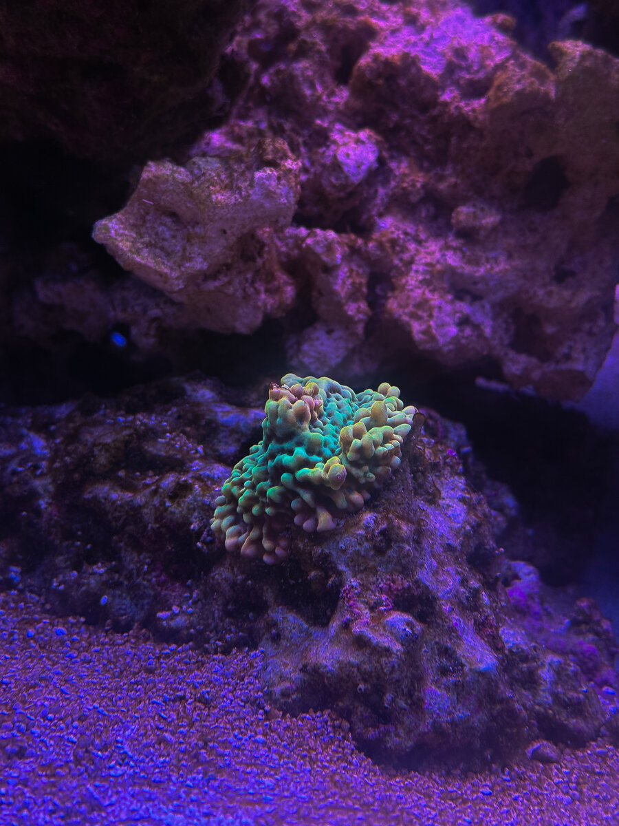 IMG_7369.jpeg