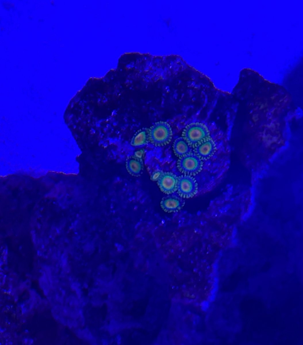 IMG_7377.jpeg
