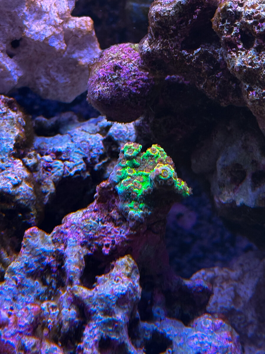IMG_7384.jpeg