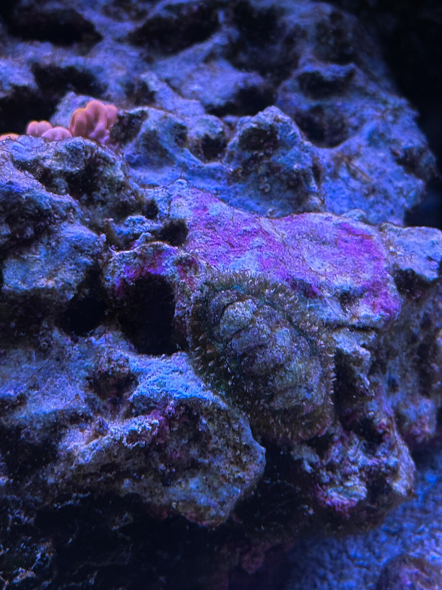 IMG_7387.jpeg