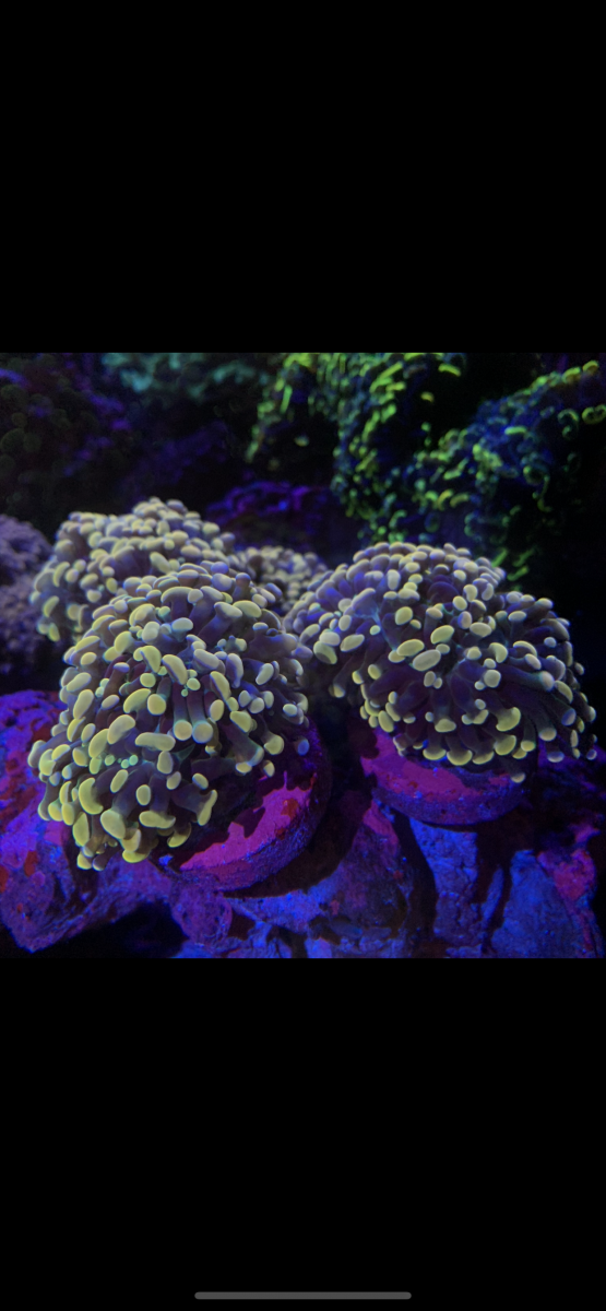 IMG_7396.PNG