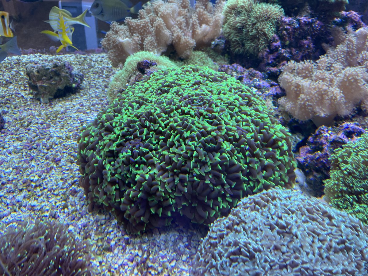 IMG_7401.jpeg