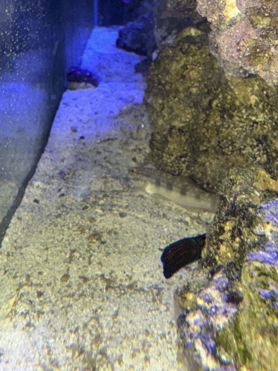 IMG_7431.jpeg