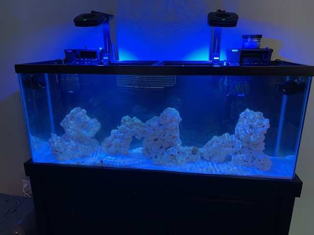 Flow/Powerheads in 55 gallon reef tank