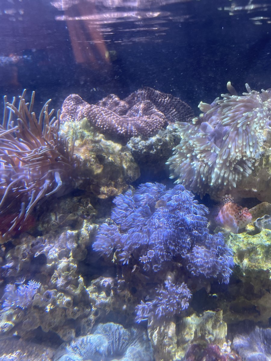 IMG_7437.JPG