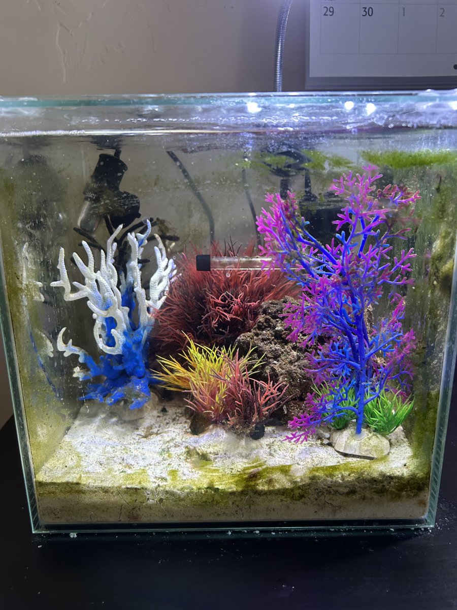 Dwarf seahorse tank shop