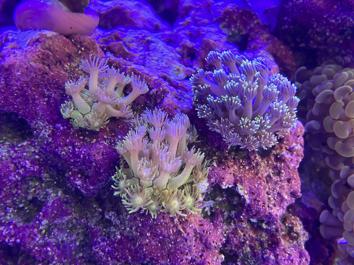 IMG_7446.jpeg