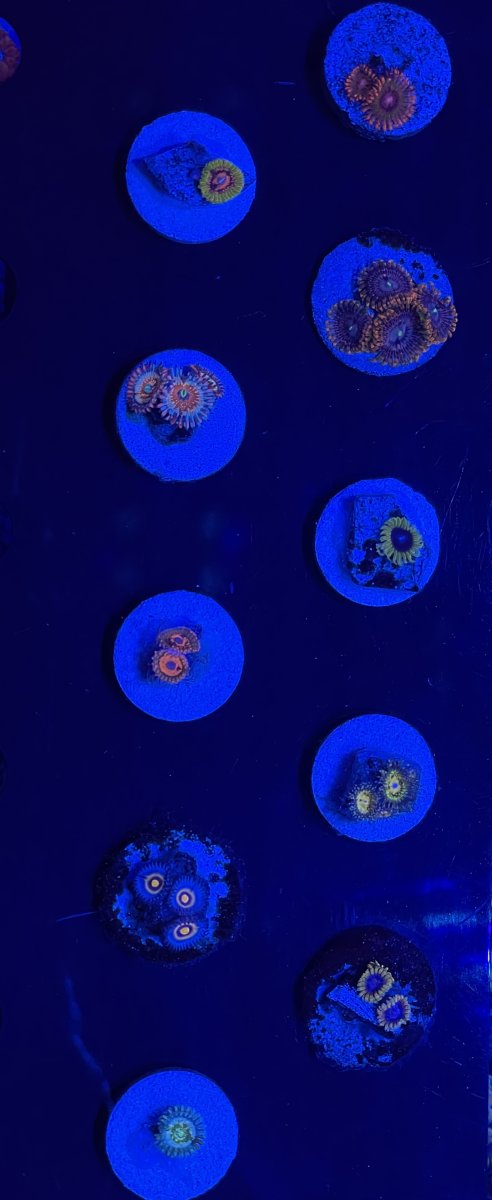 IMG_7466.jpeg
