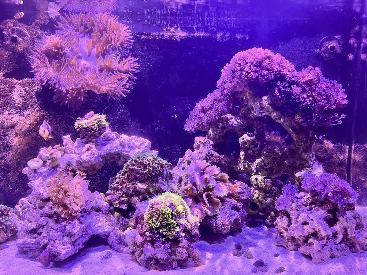 Please share your Ritteri Anemone (Heteractis magnifica) experiences ...